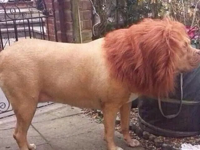 Hace que su perro se parezca a un león para ahuyentar a ladrones de su casa