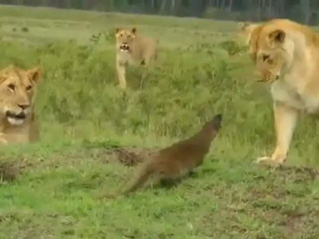 VIDEO: una pequeña mangosta se enfrenta a cuatro leones y evita ser atacada