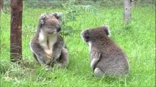 VIDEO: pareja de koalas protagonizan adorable pelea en zoológico de Suecia