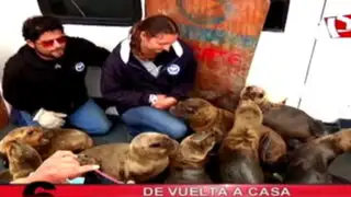 De vuelta a casa: la liberación de lobos marinos más grande de Sudamérica