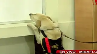 Elecciones 2014: Policía canina colaborará con la seguridad en centros de votación