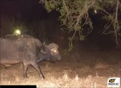 FOTOS: algo asombroso ocurre todas las noches en este bosque de Sudáfrica