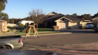 VIDEO: dos canguros protagonizan pelea en plena calle de Australia