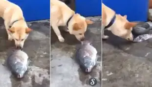 VIDEO: tierno perro intenta salvar a unos peces echándoles agua