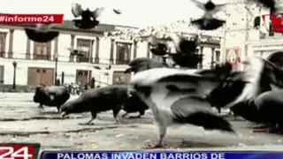 Informe 24: palomas invaden barrios de distritos limeños