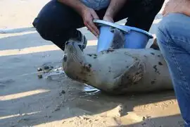 Pobladores hallaron una foca en el río Zarumilla en Tumbes