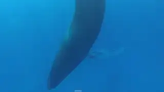 VIDEO: difunden extraño video de una ballena durmiendo