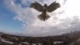 VÍDEO: halcón derribó un drone que volaba cerca de él