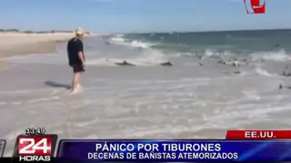 Tiburones causaron pánico en playa de EEUU al nadar en orilla del mar