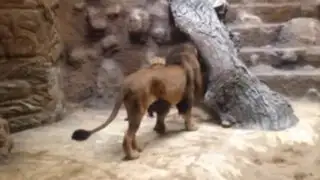 VIDEO: león ataca y mata a una leona frente a decenas de espectadores