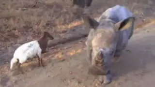 VIDEO: Bebé rinoceronte tratando de imitar a una cabra se convierte en viral
