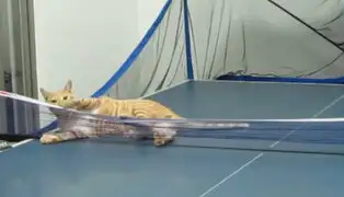 VIDEO: conoce al gato que es todo un experto jugando ping-pong