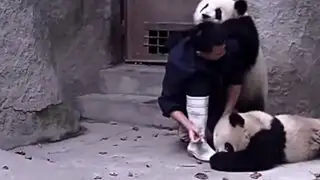 Cuando los osos pandas bebés se unen para evitar tomar su medicina