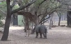 VIDEO: así reaccionan las jirafas cuando un rinoceronte intenta molestarlas