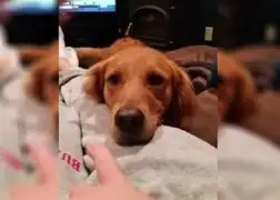VIDEO: mira la curiosa reacción de un perro cuando su amo lo molesta