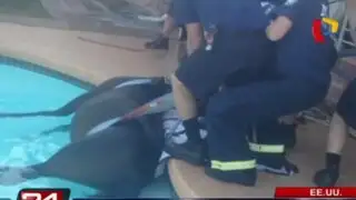 EEUU: caballo es rescatado tras caer a una piscina en Arizona