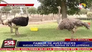 Familia de avestruces son los nuevos inquilinos del Parque de las Leyendas