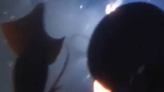 VIDEO: calamar gigante ataca un submarino de la organización Greenpeace