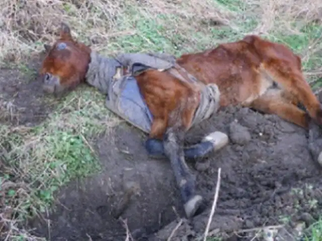 FOTOS: este caballo fue hallado moribundo, pero su recuperación es increíble