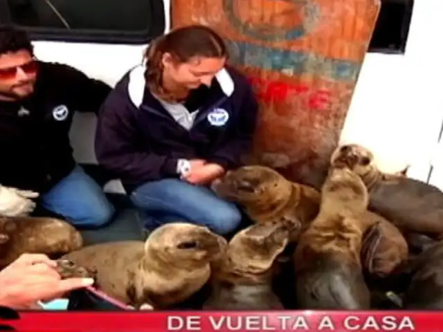 De vuelta a casa: la liberación de lobos marinos más grande de Sudamérica