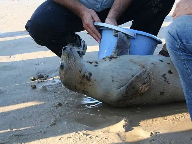 Pobladores hallaron una foca en el río Zarumilla en Tumbes