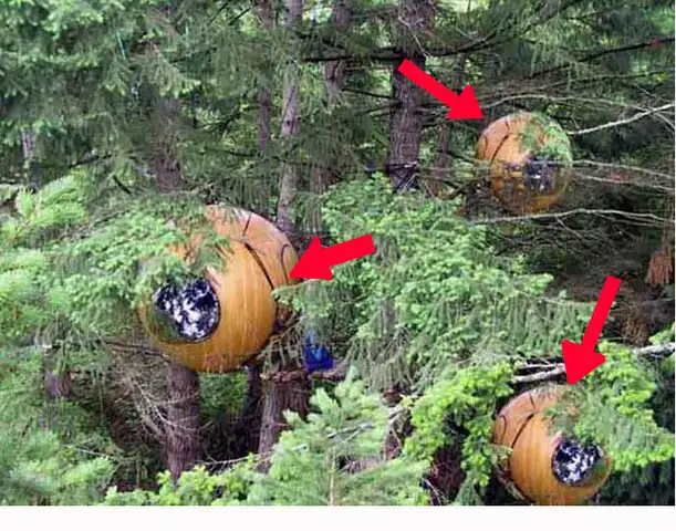 FOTOS: ¿Qué esconden por dentro estas insólitas esferas en medio del bosque?