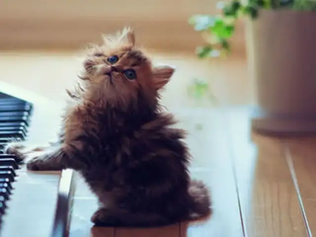 FOTOS: conoce a Daysi la gatita considerada la más tierna del mundo