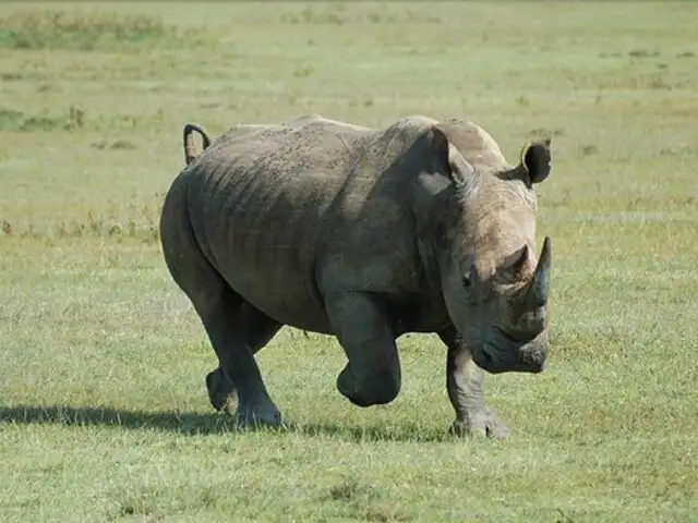 África: muere rinoceronte blanco y su especie queda al borde de la extinción
