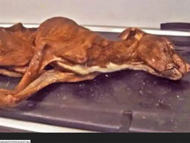 FOTOS: la increíble recuperación de un perro que fue tirado a la basura