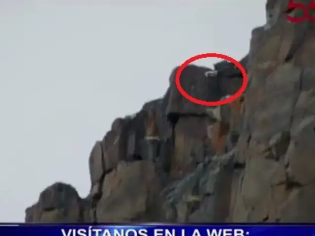 VIDEO: captan el increíble salto de un polluelo desde la cima de un acantilado