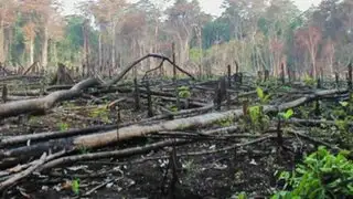 Autoridades realizaron operativos  contra la tala ilegal en Madre de Dios