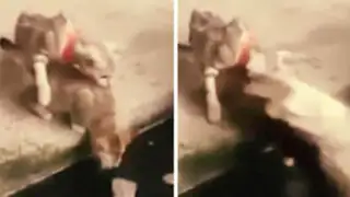 VIDEO: pez devora a gato que curioseaba al borde de un embarcadero