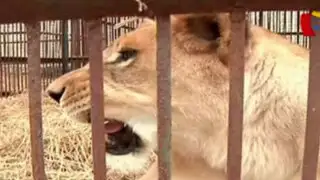 Los 21 leones rescatados de circos de provincia irán a Estados Unidos