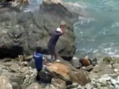 Áncash: Dos pescadores matan a pedradas a un lobo marino
