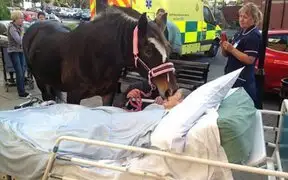 Emotivo: mujer se despidió de su caballo favorito horas antes de morir
