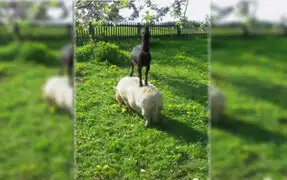 Mira como una cabra utiliza el lomo de un cerdo para alcanzar su comida