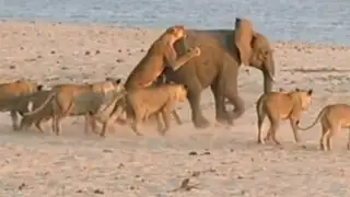VIDEO: elefante logró sobrevivir al feroz ataque simultáneo de 14 leones