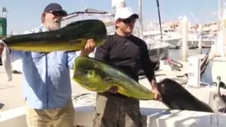 Lobo marino le roba un pescado a sujeto cuando posaba con él como trofeo