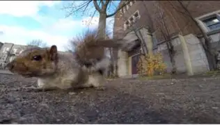VIDEO: ardilla roba una cámara GoPro y se la lleva a su árbol