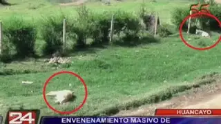 Huancayo: más de 10 perros murieron envenenados por delincuentes