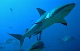Brasil: tiburón virtual causó pánico entre turistas en acuario