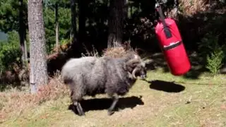 VIDEO: carnero que lucha contra un saco de boxeo conquista las redes