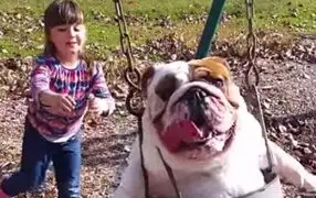 Video de perro bulldog que juega en el columpio se vuelve viral en Internet