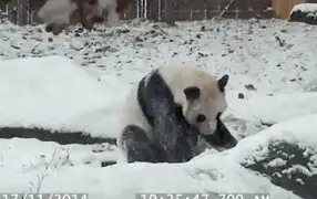 VIDEO: oso panda que juega y disfruta de la nieve conquista las redes