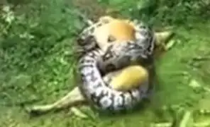 VIDEO: perro sobrevive al ataque de una enorme serpiente