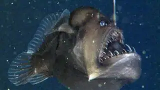 VIDEO: captan por primera vez al terrorífico pez "Diablo Negro del Mar"
