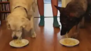 VIDEO: divertida competencia entre perros ‘glotones’ se vuelve viral en YouTube
