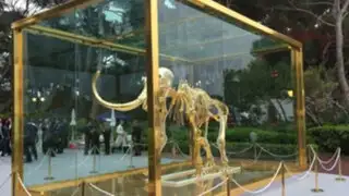 Reino Unido: subastan un esqueleto de mamut casi completo por 298 mil dólares
