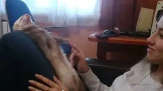 Adorable hurón sufre caída tras dormir parado sobre las piernas de su dueña