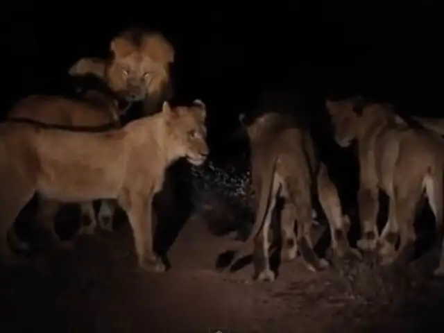 VIDEO: puercoespín se enfrentó a 17 leones que lo querían devorar y salió airoso